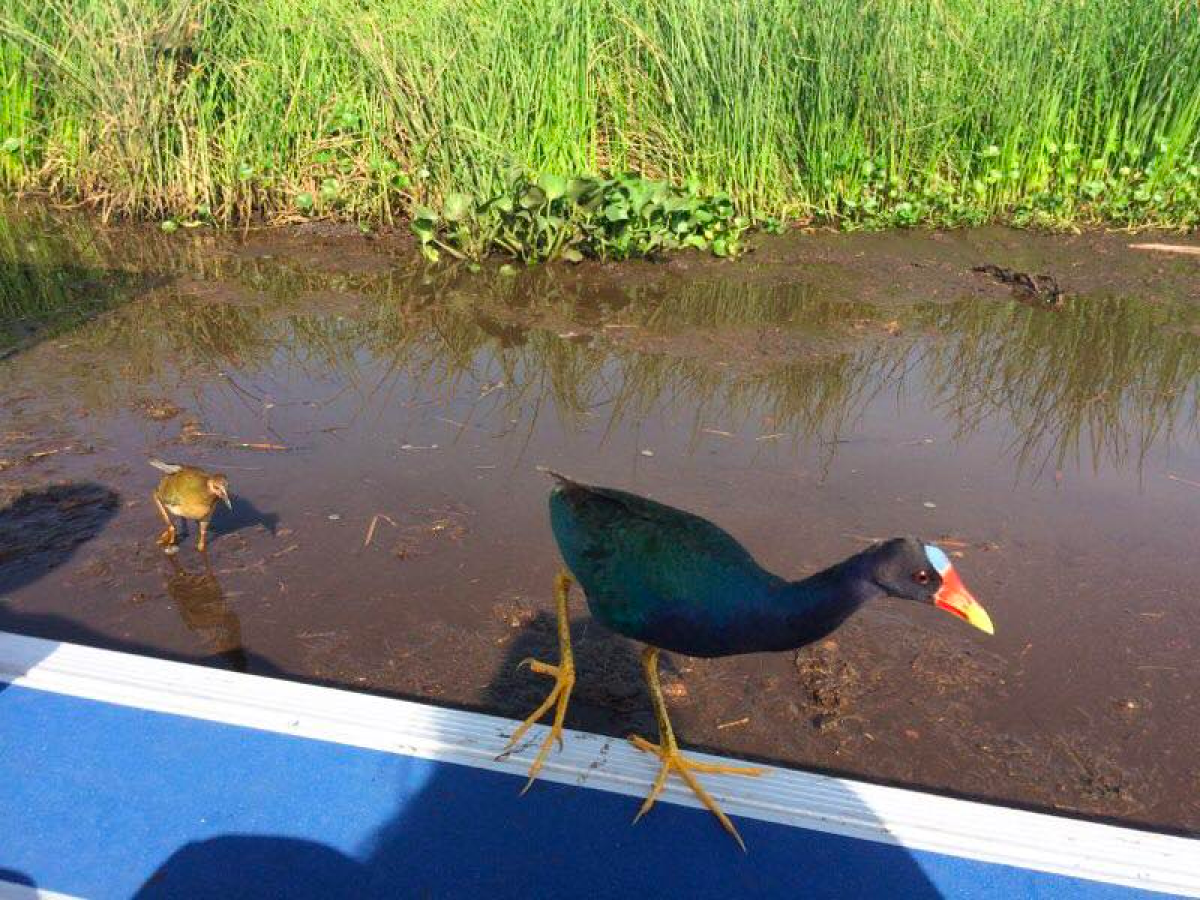 a bird standing in front of a body of water