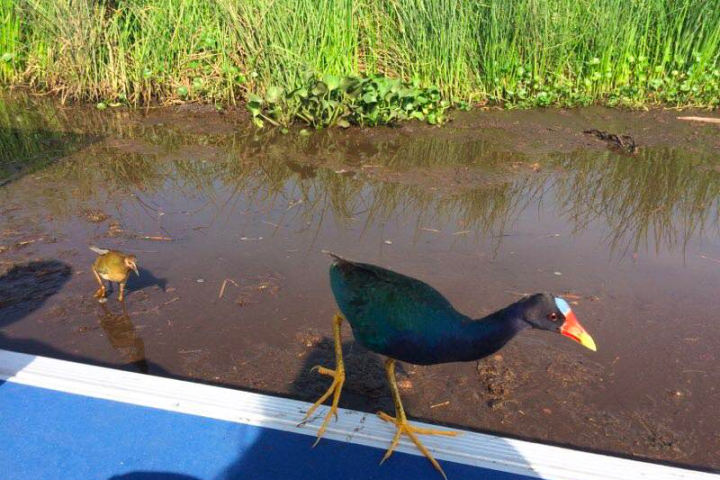 a bird standing in front of a body of water