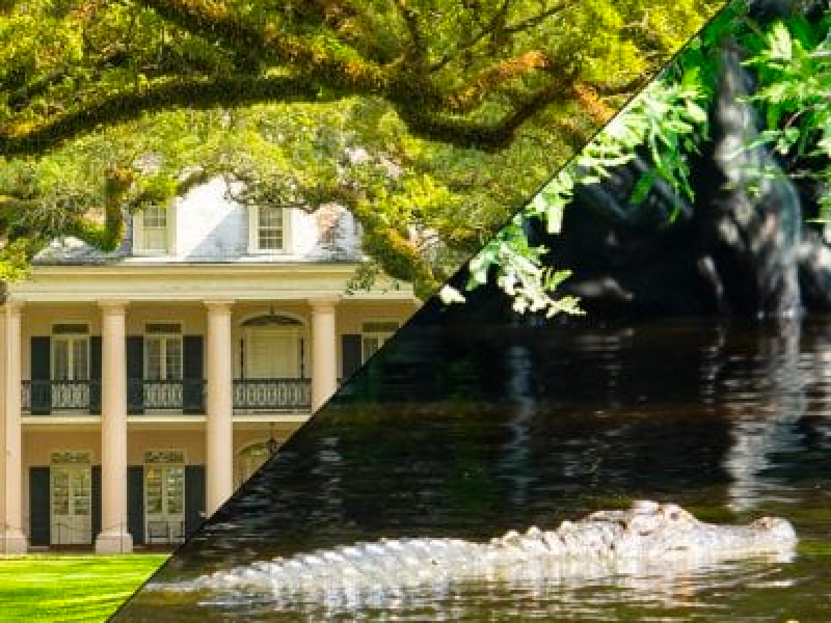 a tree next to a body of water