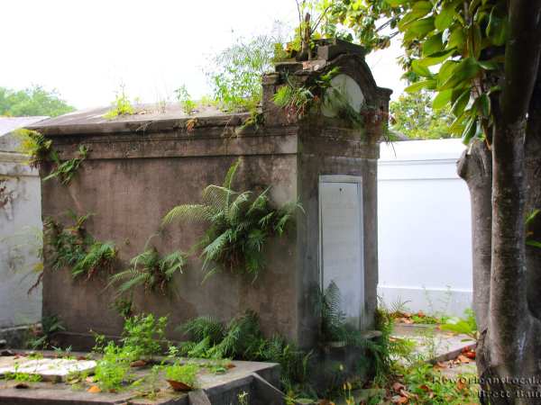 a close up of a garden