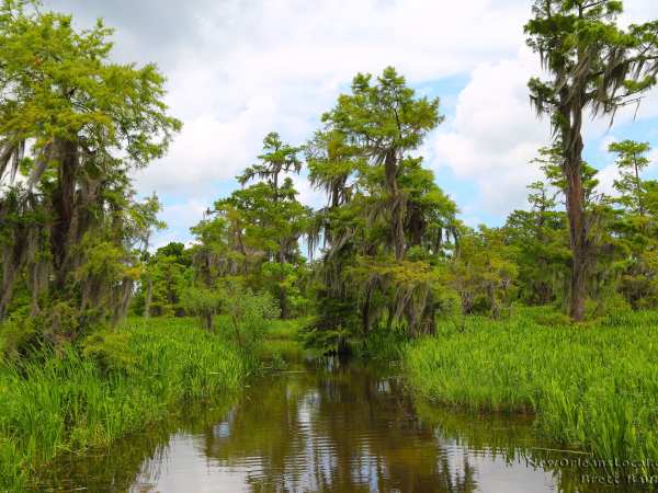 a tree next to a body of water