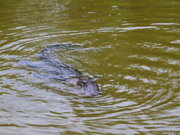 a duck swimming in a body of water