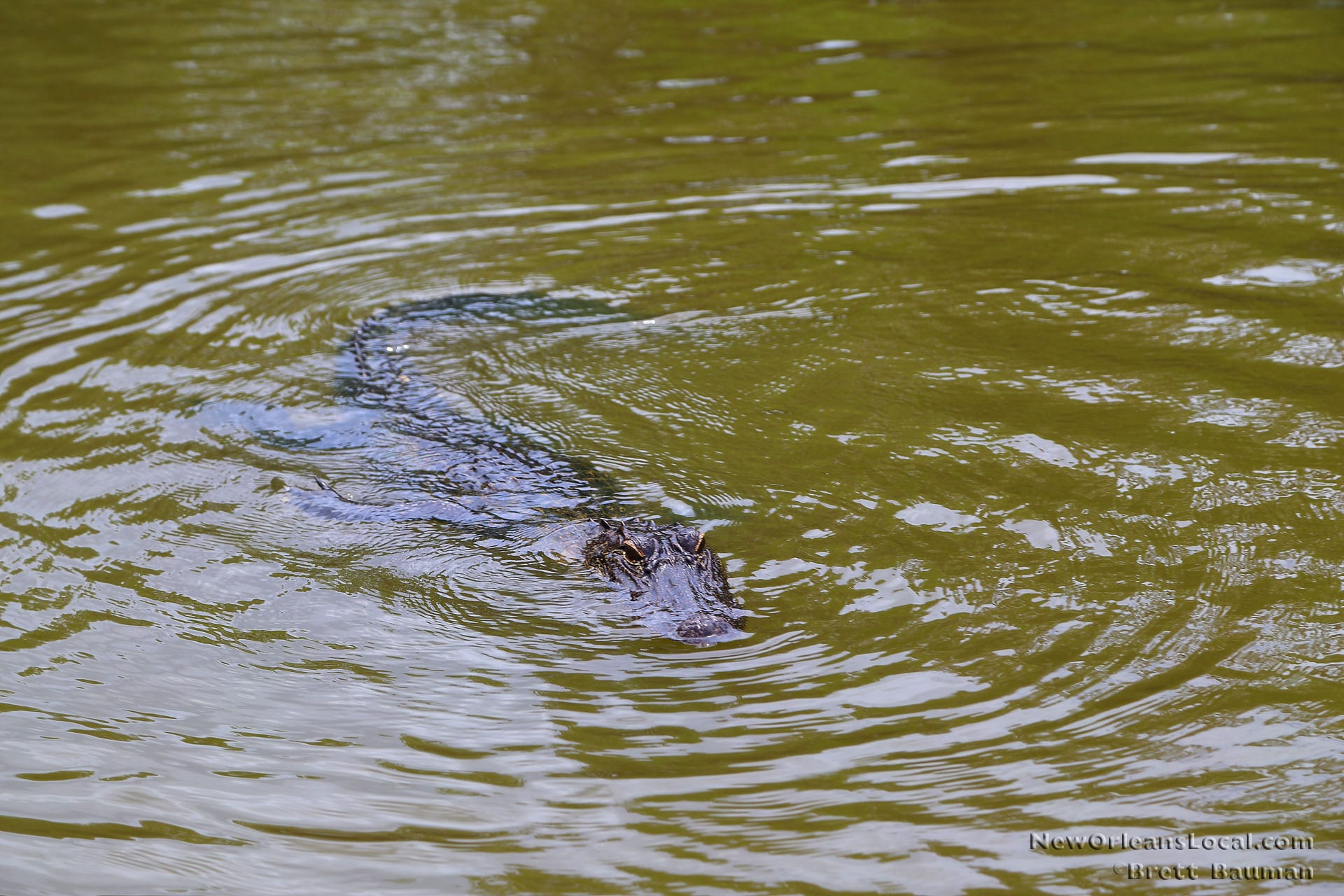 IMG_4747 a duck swimming in a body of water