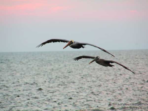 a bird flying over a body of water