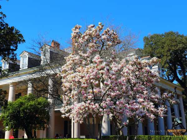 a christmas tree sits in front of a building