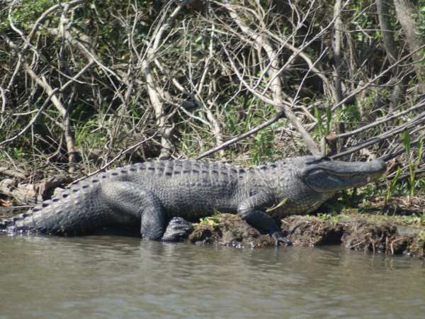 a reptile on a body of water