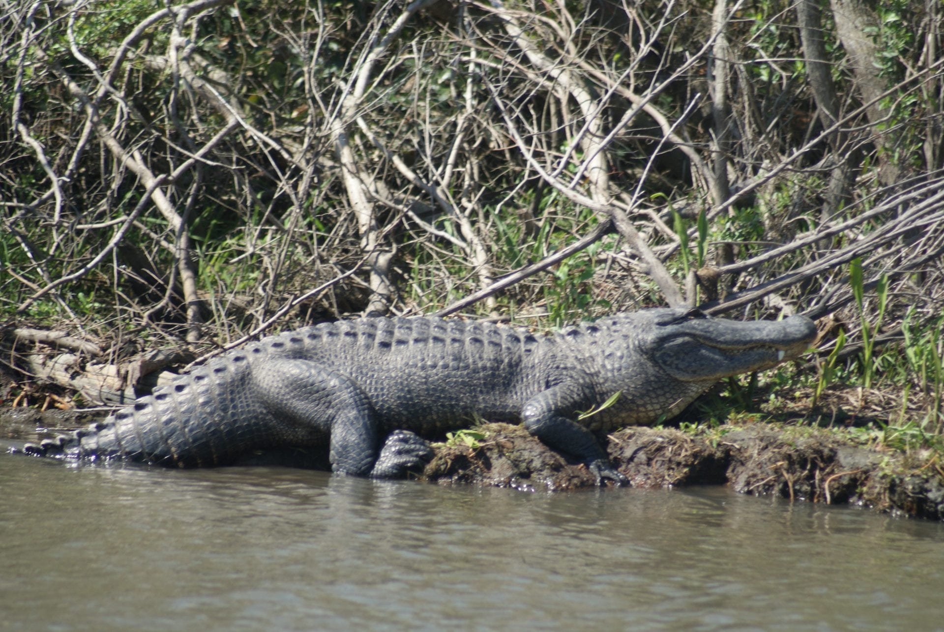 Justin-digital-pics-2nd-set-006 a reptile on a body of water