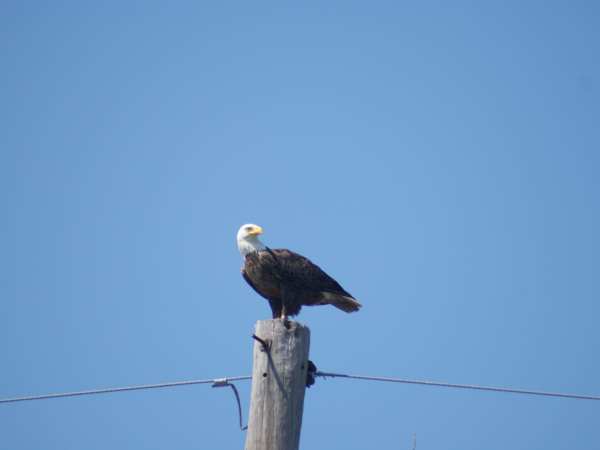 a bird perched on top of a wooden pole