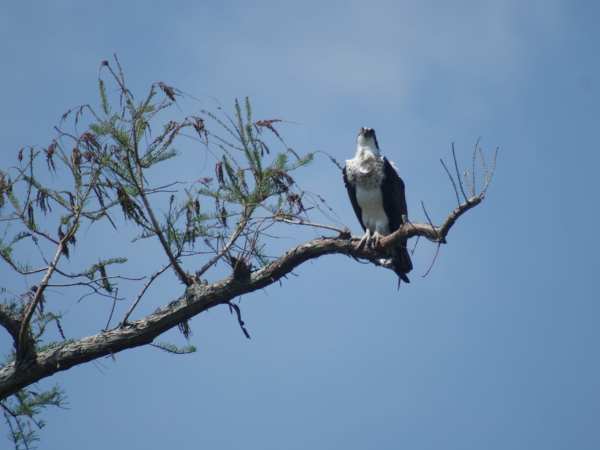 a bird perched on a tree branch