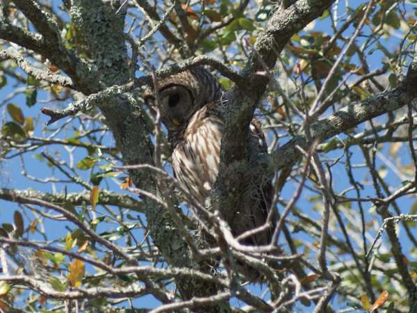 an owl perched on a tree branch