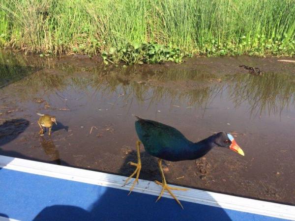 a bird standing in front of a body of water