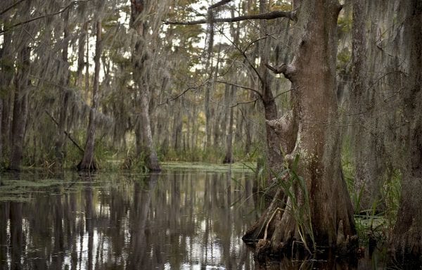 a tree next to a body of water