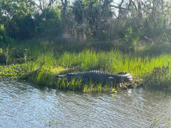 a body of water surrounded by trees