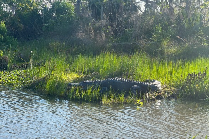a body of water surrounded by trees