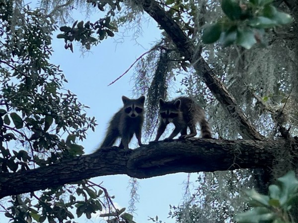 a bird perched on a tree branch