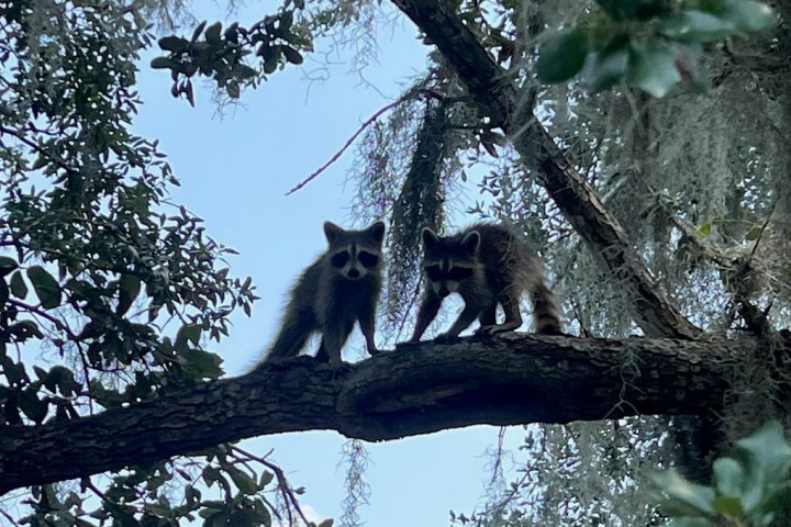 a bird perched on a tree branch