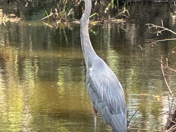 a bird standing next to a body of water