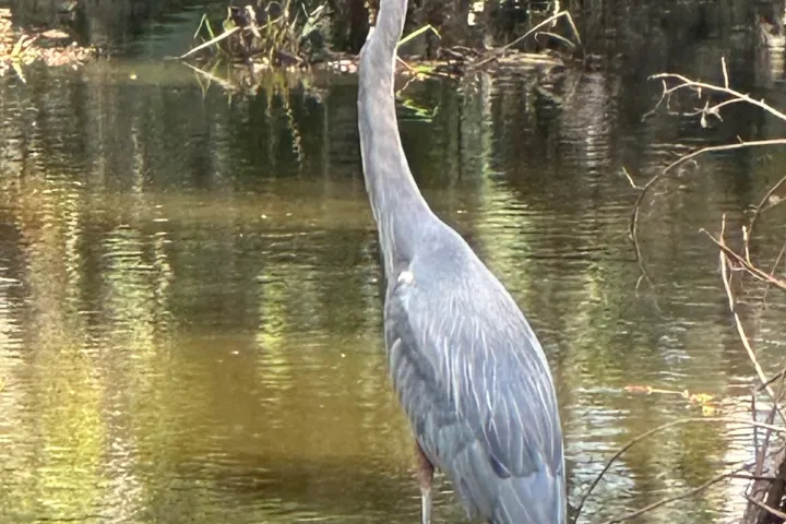 a bird standing next to a body of water