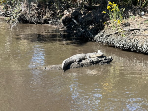 a flock of seagulls are swimming in a body of water