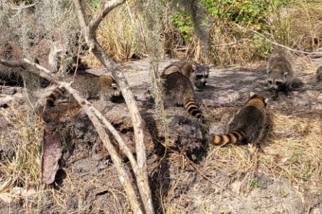 a small animal in a tree
