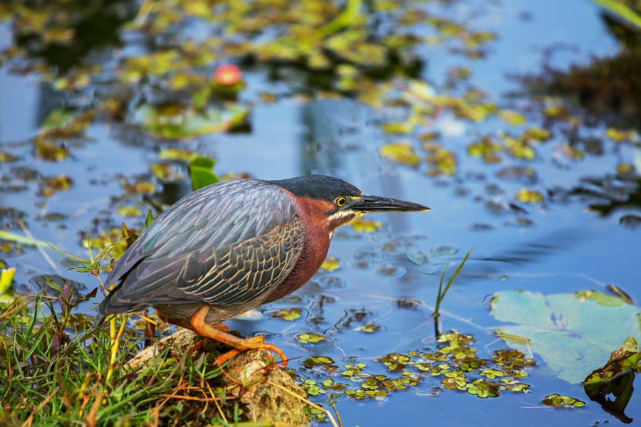 Birdwatcher’s Paradise: Spotting Rare Species In The Swamps | Louisiana