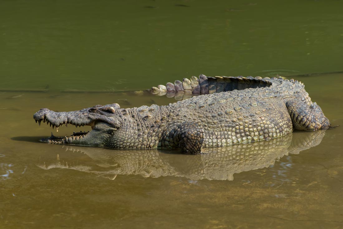 alligator alligator