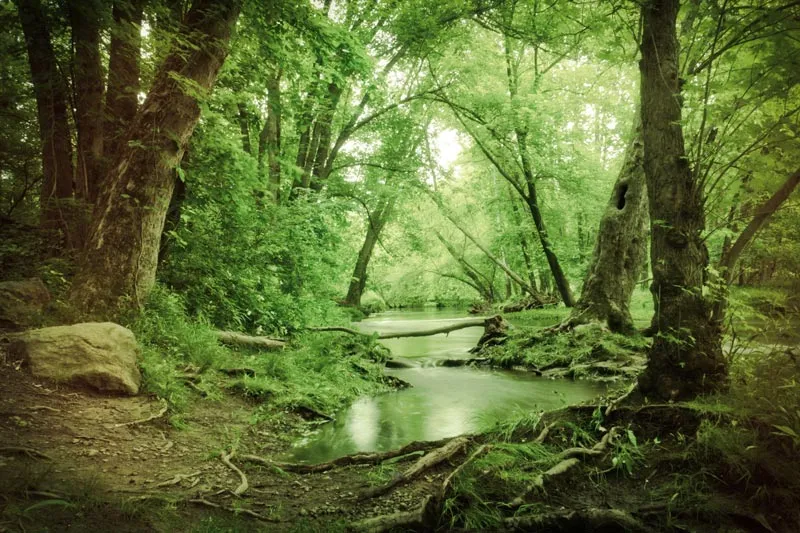 swamp swamp