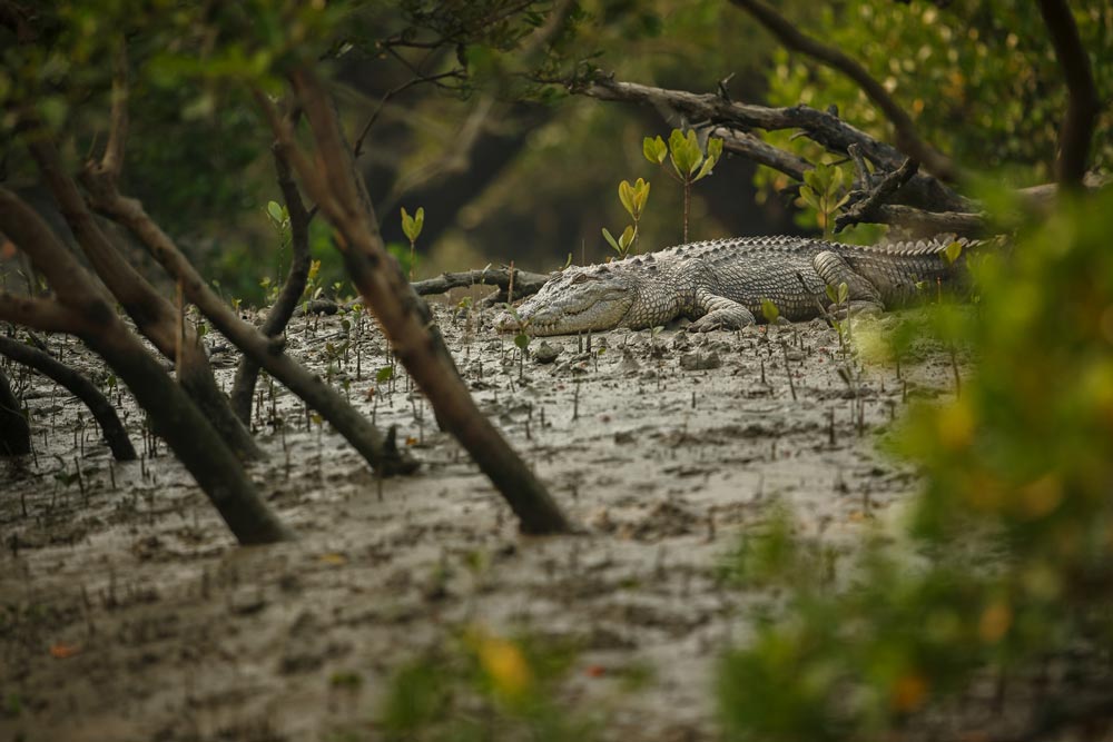 Crocodile resting in a swamp surrounded by trees and mud.