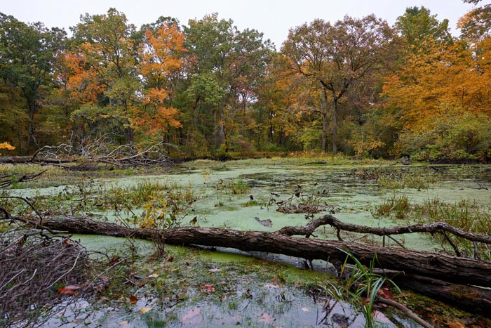 Forest scene with autumn foliage and a swamp-like pond with fallen tree.