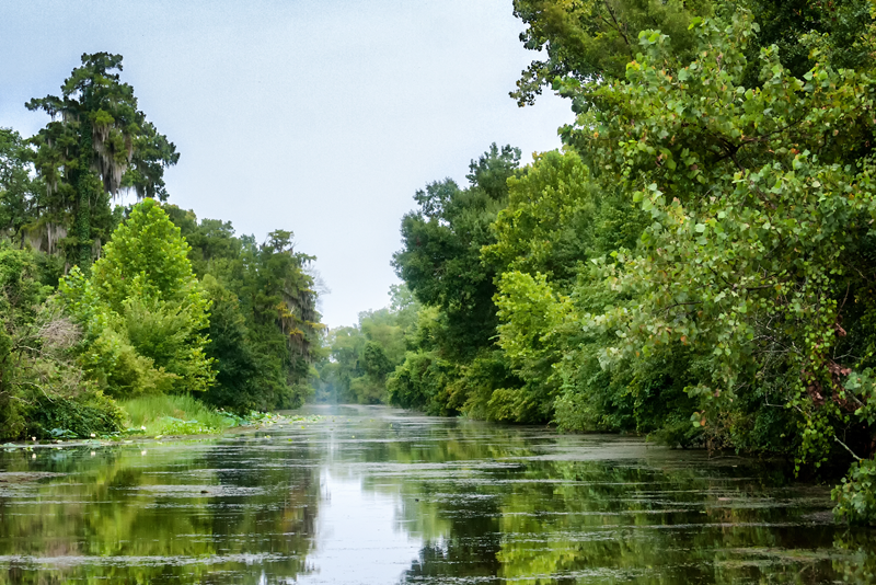 Louisiana Marshes and Swamps