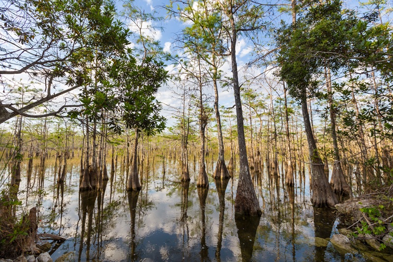 Cypress trees in a swamp with reflected sky and clouds.